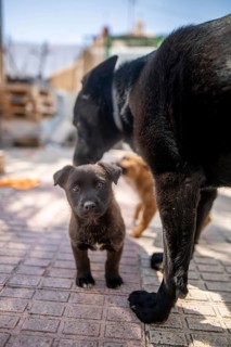 A playful puppy stands close to its mother dog, basking in the sun at home. This heartwarming scene