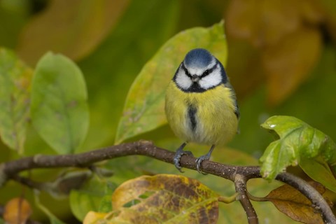 Blue tit (Cyanistes caeruleus) adult garden bird in a Magnolia tree with autumn colour leaves,