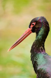 Black stork (Ciconia nigra), portrait, spring, Bavaria, Germany