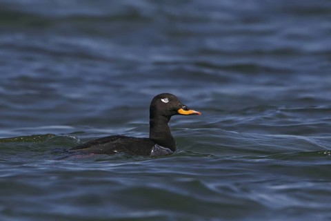 Velvet Scoter (Melanitta fusca) male, Gotland, Sweden