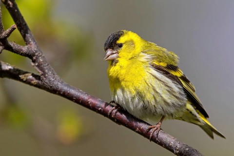 Siskin, (Carduelis spinu), animals, birds, siskin, subfamily of goldfinches, Varanger Bird Park,