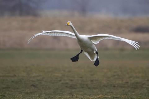 Whooper Swan (Cygnus cygnus) flying, North Rhine-Westphalia, Germany