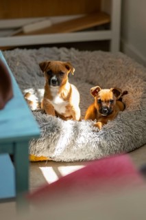 Two cute puppies relax in a soft, fluffy pet bed, basking in warm sunlight at home. Their curious