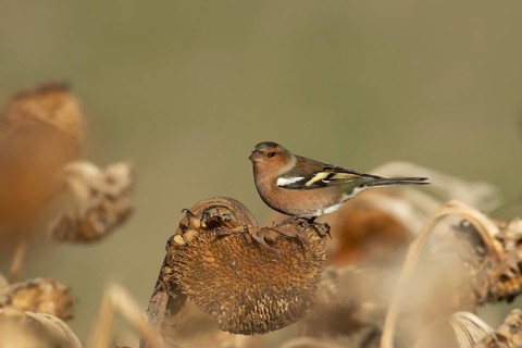 Eurasian chaffinch (Fringilla coelebs) adult male garden bird on a sunflower seedhead in a