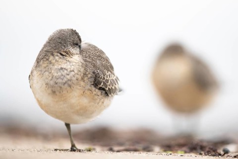 Red Knot (Calidris canutus) resting on shoreline, Mecklenburg-Western Pomerania, Germany