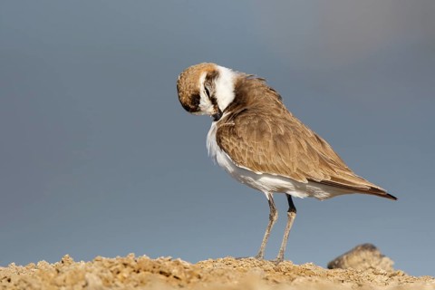 Kentish Plover (Charadrius alexandrinus) male preening, Lesvos, Greece