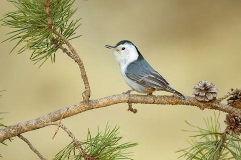White-breasted Nuthatch (Sitta carolinensis) perched on a conifer branch, Colorado, USA
