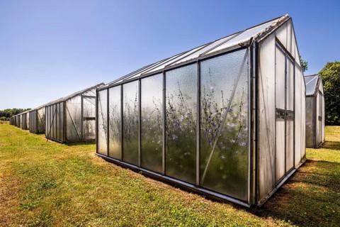 Chicory (Cichorium intybus) in mini-greenhouses at the Leibniz Institute of Plant Genetics and Crop