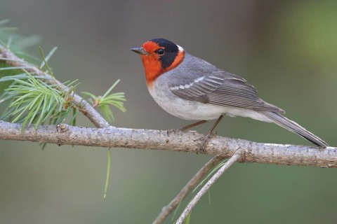 Red-faced Warbler (Cardellina rubrifrons) perched on a branch in southern Arizona, USA
