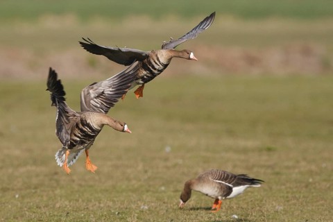 Greater White-fronted Goose (Anser albifrons) flying, Netherlands
