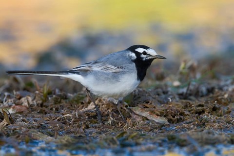 Moroccon Wagtail - Bachstelze - Motacilla alba ssp. subpersonata, Morocco