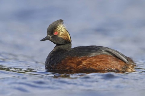 Black-necked Grebe (Podiceps nigricollis), British Columbia, Canada
