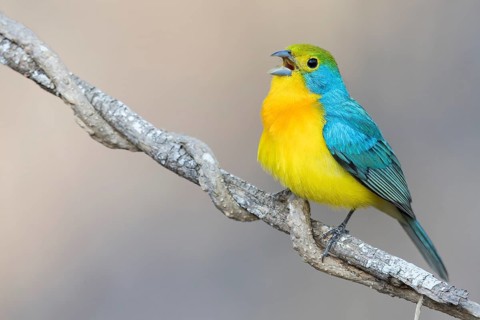 Orange-breasted Bunting (Passerina leclancherii) perched on a branch in Oaxaca, Mexico