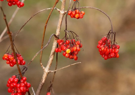 Fruits Guelder rose (Viburnum opulus), in winter, North Rhine-Westphalia, Germany