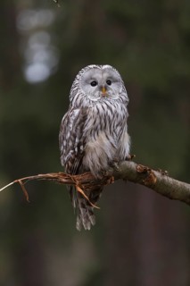 One Ural owl (Strix uralensis) sitting on a branch of a tree in a forest