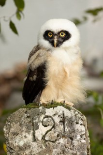 Spectacled Owl (Pulsatrix perspicillata) captive, juvenile, Germany