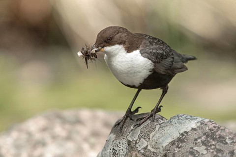 White-throated Dipper (Cinclus cinclus cinclus) with insects in its beak, Dalarna, Sweden