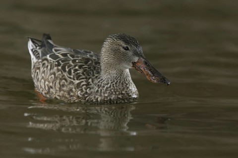 Northern Shoveler (Spatula clypeata) female, Arizona, USA