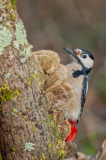 A bird with red and black feathers sits on a branch. Great woodpecker (Dendrocopos major) . Lower