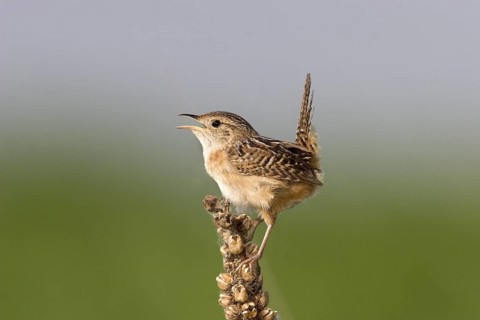 Sedge Wren Cistothorus platensis Appleton, Chippewa County, Minnesota, United States 29 May Adult