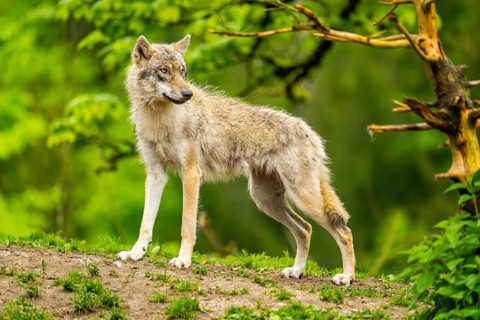 Eurasian wolf (Canis lupus lupus) in a forest, Austria