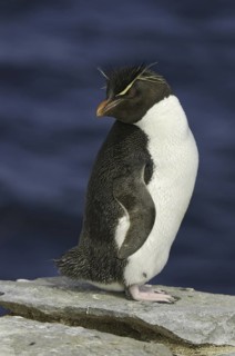 Southern Rockhopper Penguin (Eudyptes chrysocome), Falkland Islands