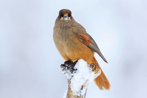 Siberian Jay (Perisoreus infaustus), Finland
