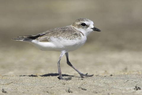 Snowy Plover (Charadrius nivosus), Oregon, USA