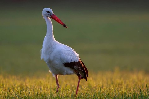 White Stork (Ciconia ciconia) foraging, North Rhine-Westphalia, Germany