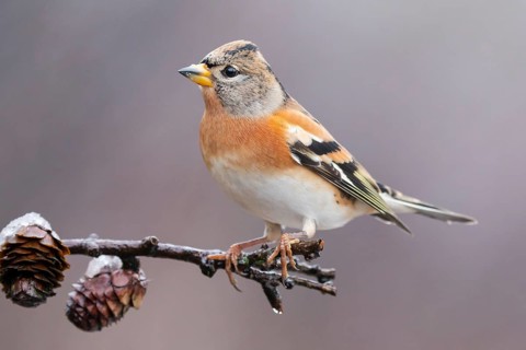 Brambling (Fringilla montifringilla) male perched on a branch, Lower Saxony, Germany