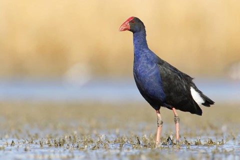 Australasian Swamphen (Porphyrio melanotus melanotus), Victoria, Australia