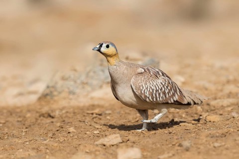 Crowned Sandgrouse (Pterocles coronatus) male, Negev, Israel