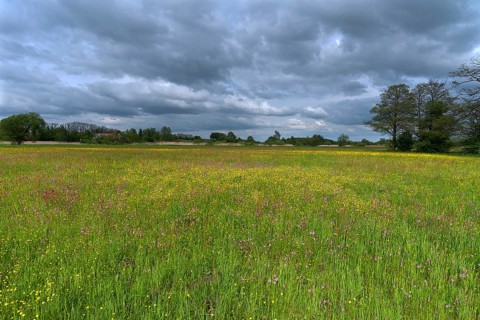 Meadow landscape with various wild flowers, Schrobenhausen, Upper Bavaria Germany