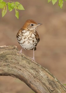 Wood Thrush (Hylocichla mustelina) perched on a log, Texas, USA