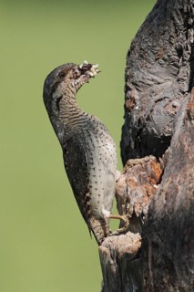 Eurasian Wryneck (Jynx torquilla), Baden-Wuerttemberg, Germany