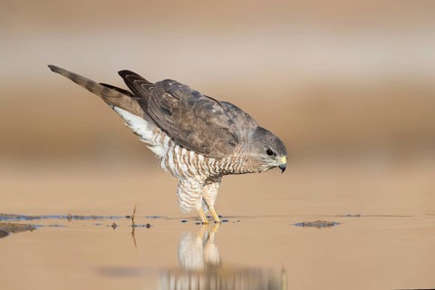 Levant Sparrowhawk (Accipiter brevipes) female, Eilat, Israel