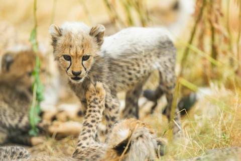 Cheetah (Acinonyx jubatus) youngster walking on a meadow, captive, occurrence Africa