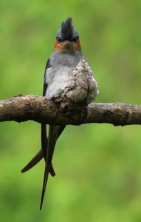 Crested Treeswift (Hemiprocne coronata) male with chick, Maharashtra, India
