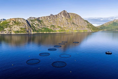 Aerial view of a salmon farm, aquaculture in the Mefjord on Senja island, Senja, Norway