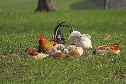 Domestic chicken (Gallus gallus domesticus) organic farming, free-range chickens and rooster