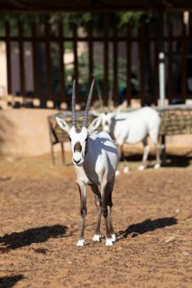 Arabian oryx (Oryx leucoryx) in the Arabian Oryx Camp, Wahiba Sands desert or Rimal Al Wahiba or