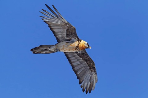 Bearded Vulture (Gypaetus barbatus) flying, Valais, Switzerland