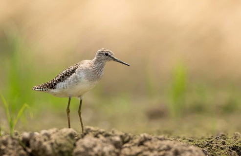 A Wood Sandpiper (Tringa glareola), sreepur, Gazipur, bangladesh
