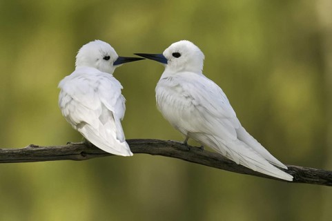 White Tern (Gygis alba), Hawaii, USA