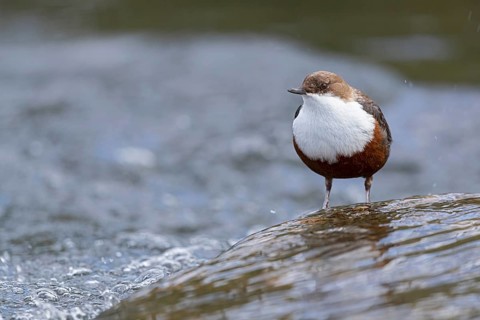 White-throated Dipper (Cinclus cinclus), Baden-Wuerttemberg, Germany