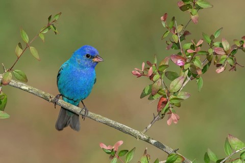 Indigo Bunting (Passerina cyanea) male perched on a branch, Texas, USA