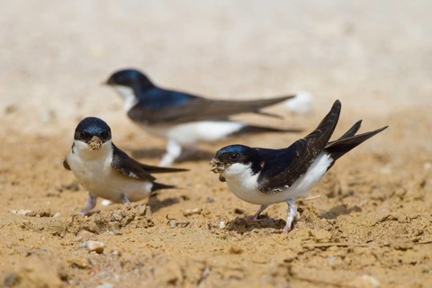 Common House Martin (Delichon urbicum), Greece