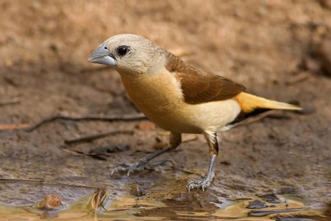 Yellow-rumped Mannikin (Lonchura flaviprymna), Western Australia, Australia