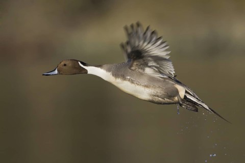 Northern Pintail (Anas acuta) male flying, British Columbia, Canada