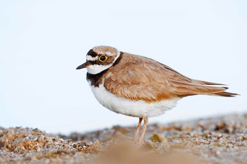 Little Ringed Plover (Charadrius dubius), North Rhine-Westphalia, Germany